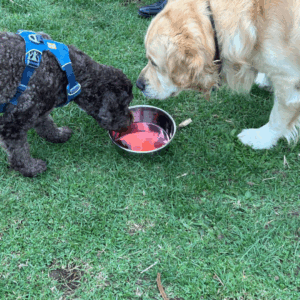 Muttley's Estate Catnip Wine